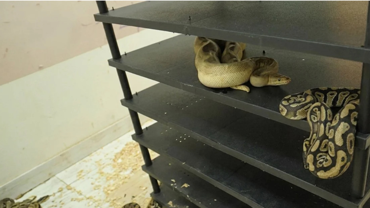 Chinese Man Sentenced to Prison for Illegal Breeding of 300 Pythons Discovered Through Electricity Usage Pattern
