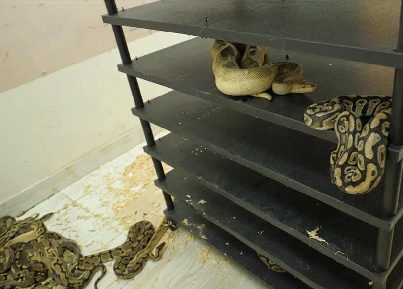 Chinese Man Sentenced to Prison for Illegal Breeding of 300 Pythons Discovered Through Electricity Usage Pattern