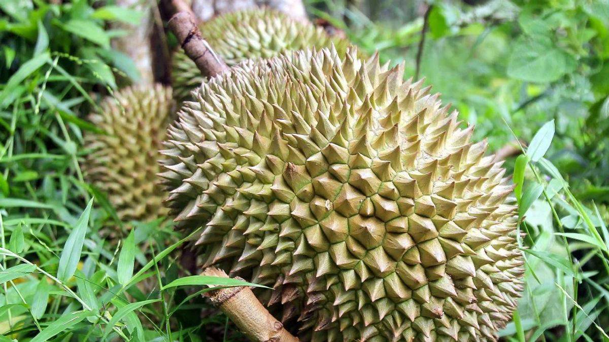 Four men held over armed orchard robbery of durians and motorcycle worth RM9,000