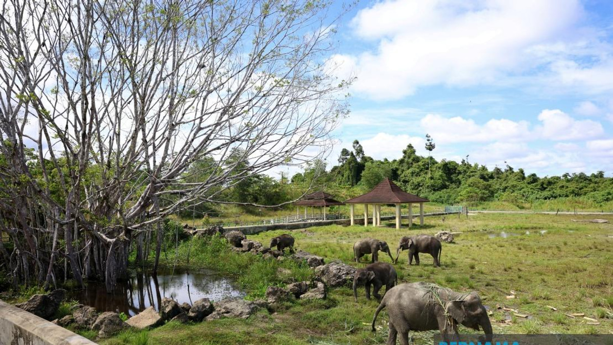 Sabah Eyes Tawau Elephant Sanctuary as Blueprint for Wildlife Conflict Solution