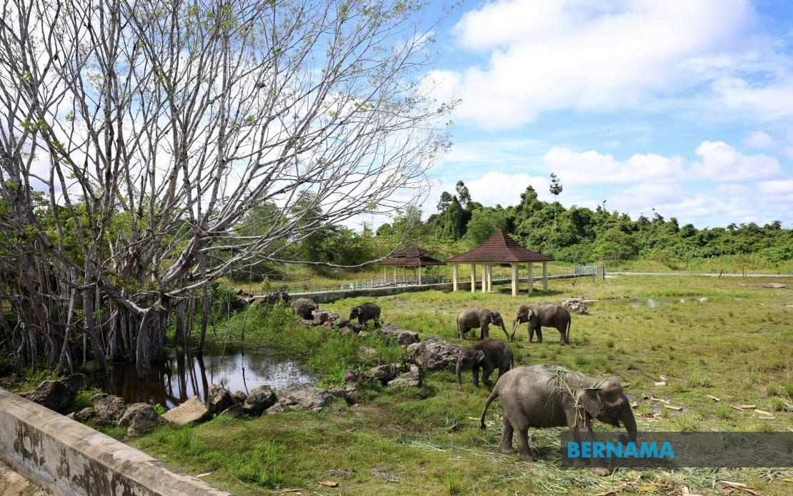 Sabah Eyes Tawau Elephant Sanctuary as Blueprint for Wildlife Conflict Solution