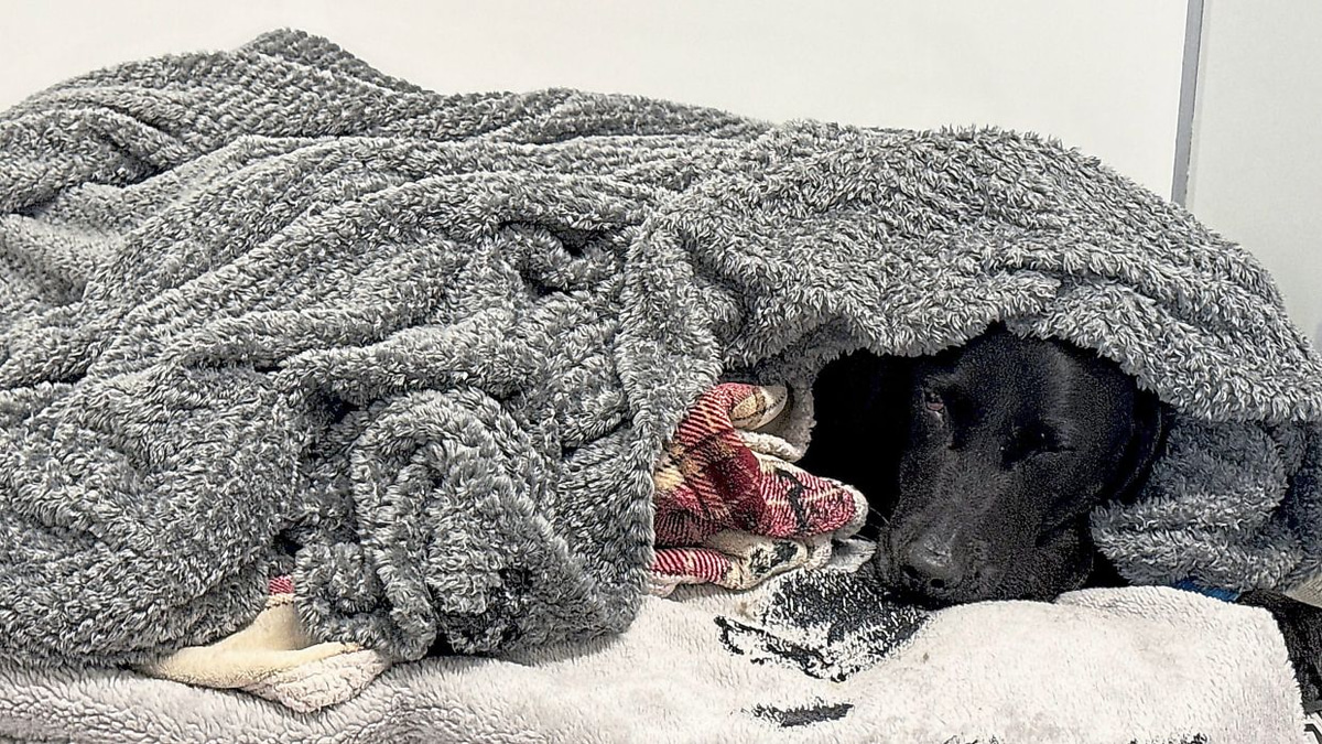 Mountain rescue drama unfolds after Scottish hiker's dog consumes cannabis on Ben Nevis