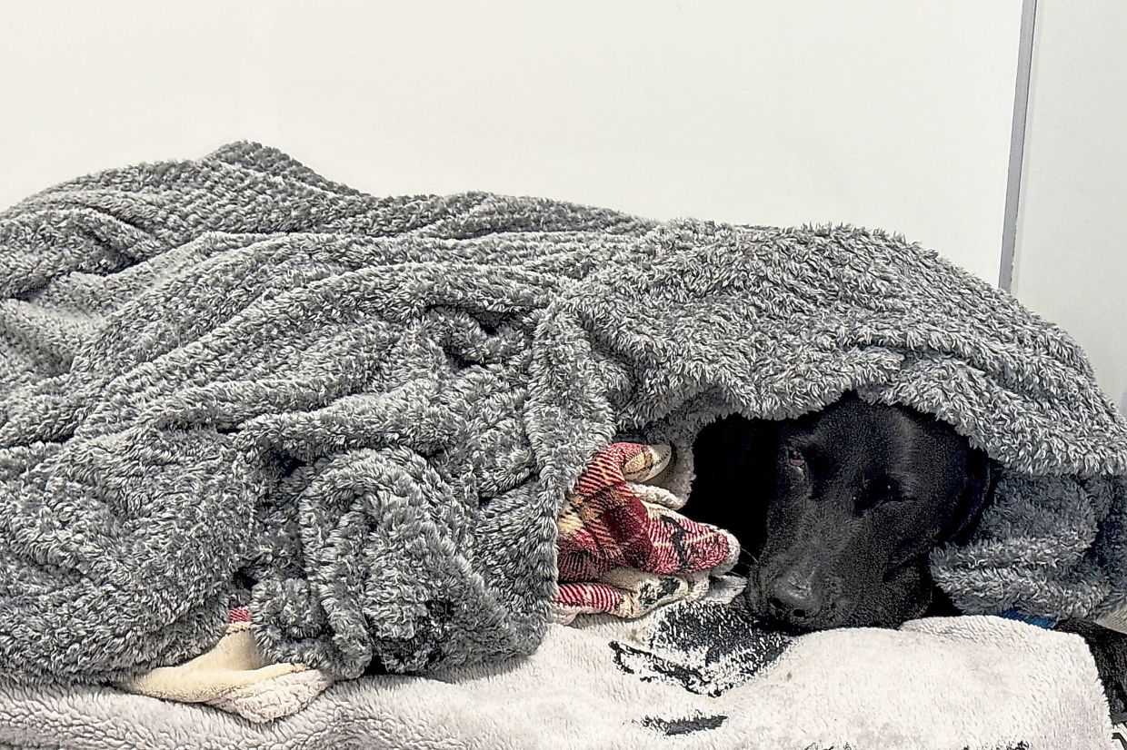 Mountain rescue drama unfolds after Scottish hiker's dog consumes cannabis on Ben Nevis