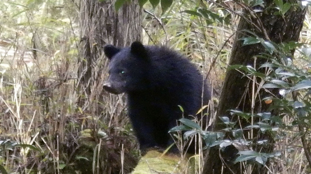 Japan's Bear Crisis Overwhelms Local Officials as Abuse Complaints Surge