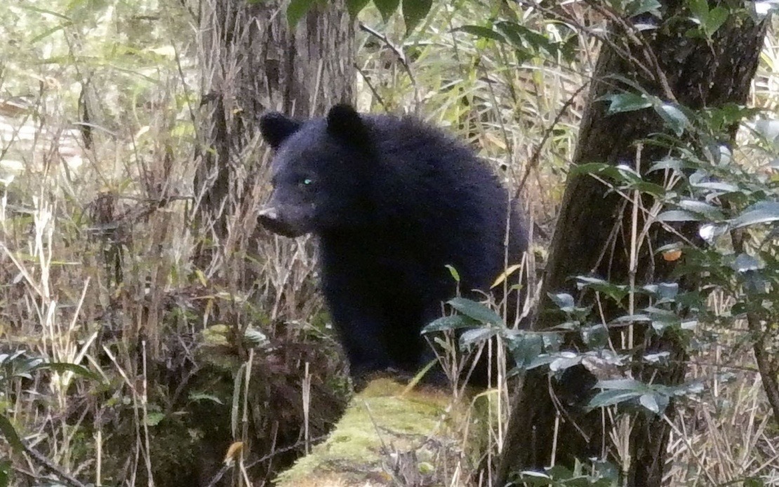 Japan's Bear Crisis Overwhelms Local Officials as Abuse Complaints Surge