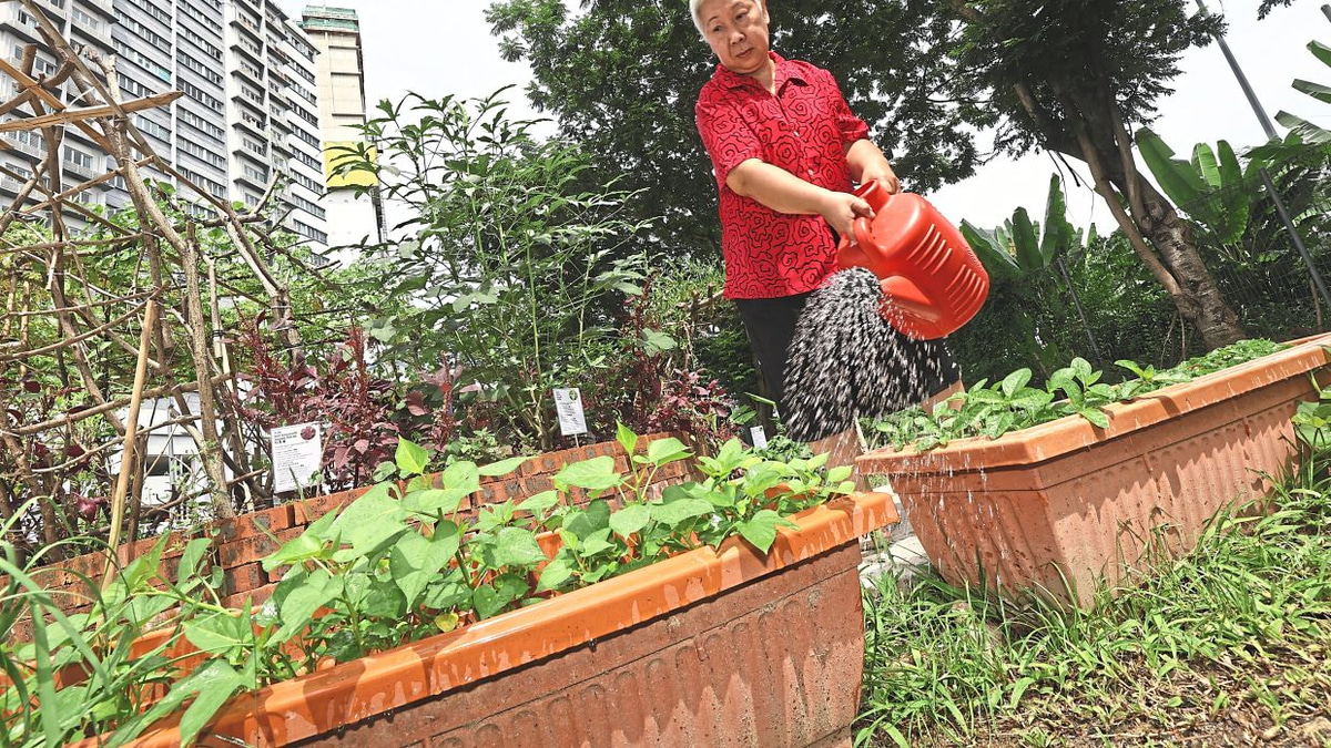 From Wasteland to Wellness: How KL's 1Razak Mansion Food Forest is Transforming Senior Living