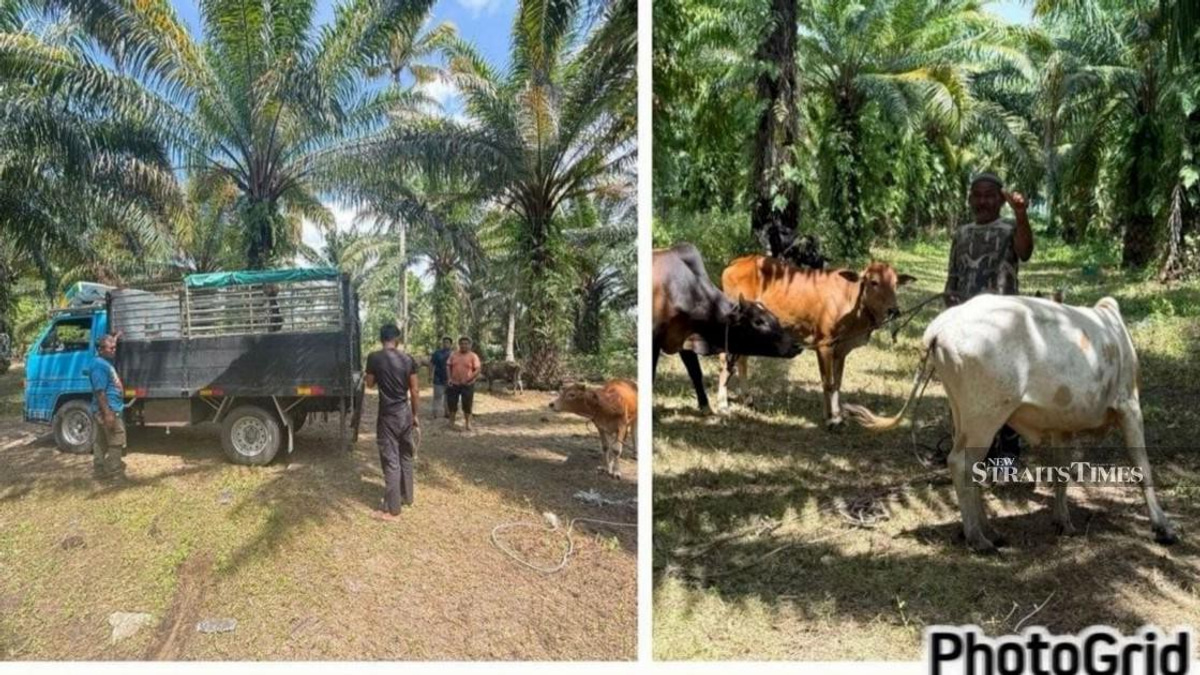 Police Dismantle Major Cattle Theft Ring in East Coast, Recover RM96,000 Worth of Livestock
