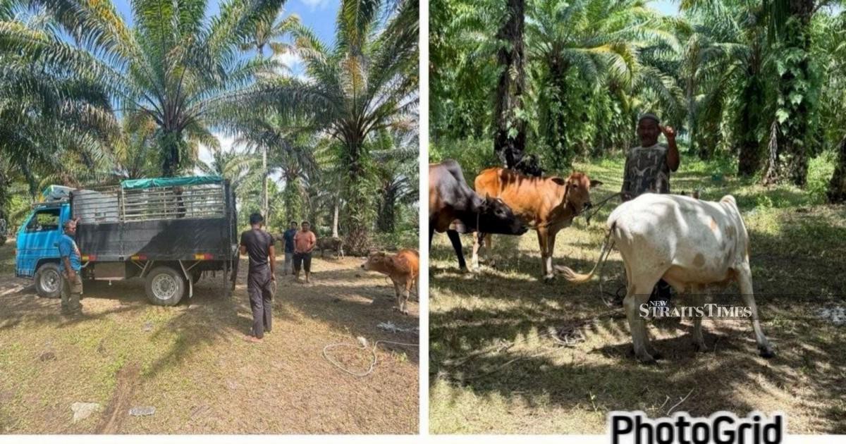Police Dismantle Major Cattle Theft Ring in East Coast, Recover RM96,000 Worth of Livestock