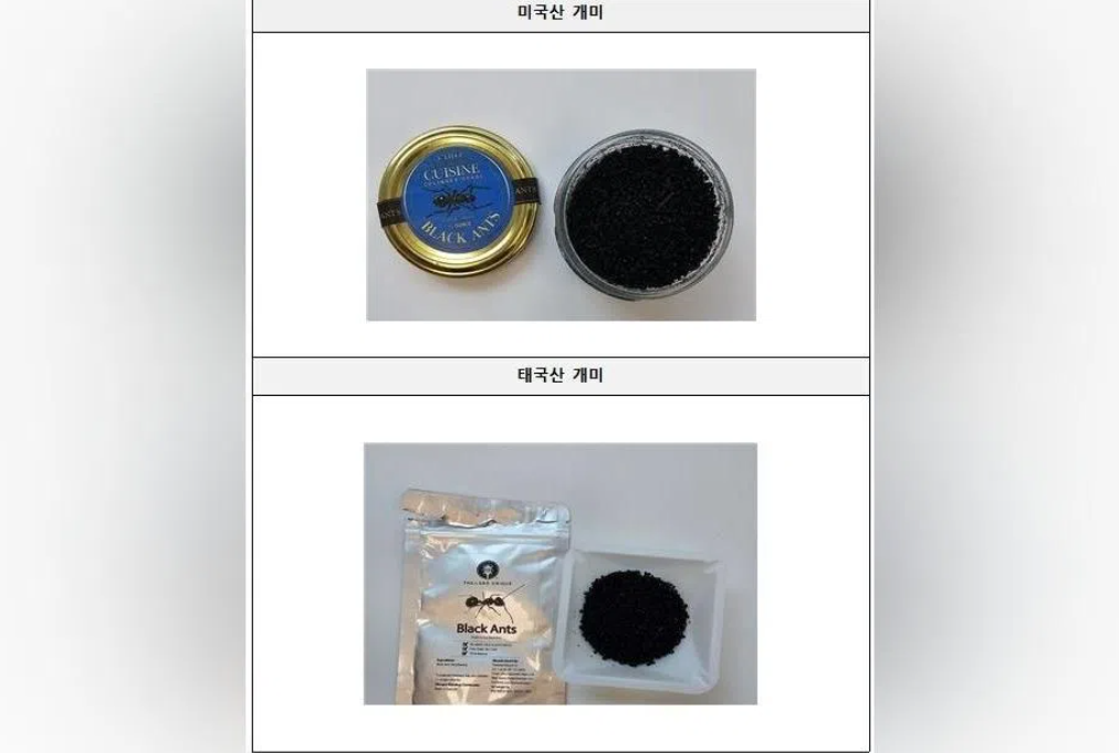 South Korean Michelin-starred chef faces prison for serving unapproved ants as garnish