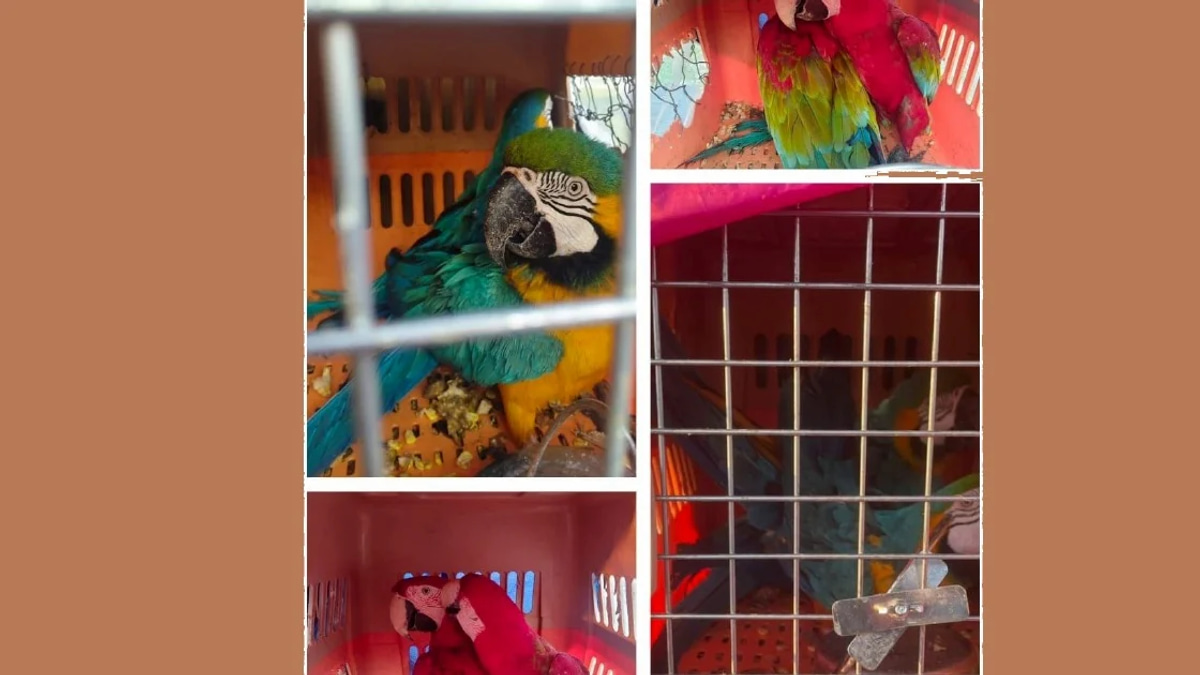 Eight Protected Macaws Worth RM400,000 Seized in Major Wildlife Trafficking Bust in Kelantan