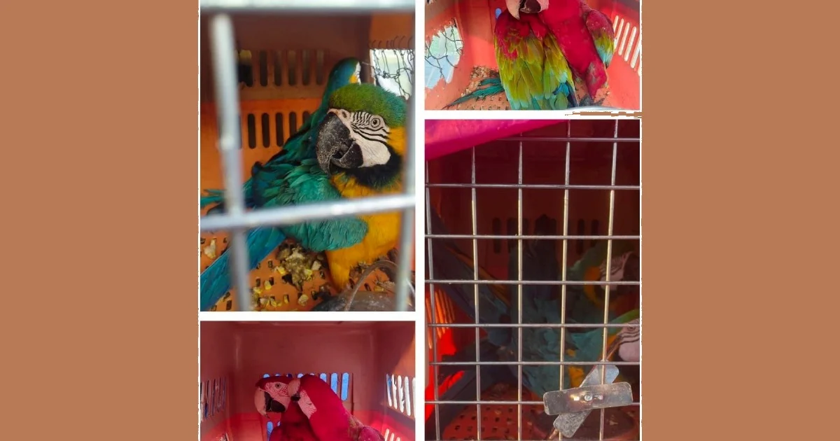 Eight Protected Macaws Worth RM400,000 Seized in Major Wildlife Trafficking Bust in Kelantan