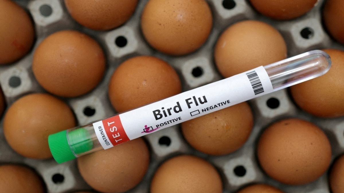 Victoria Imposes First Australian Poultry Lockdown as H5N1 Bird Flu Spreads