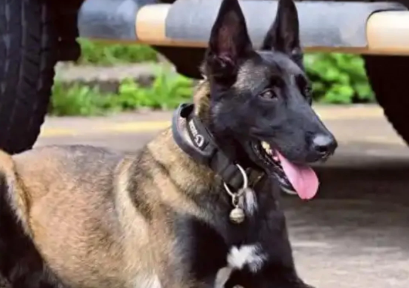 Chinese Police Dog's Six-Month Vigil for Injured Handler Moves Millions Online