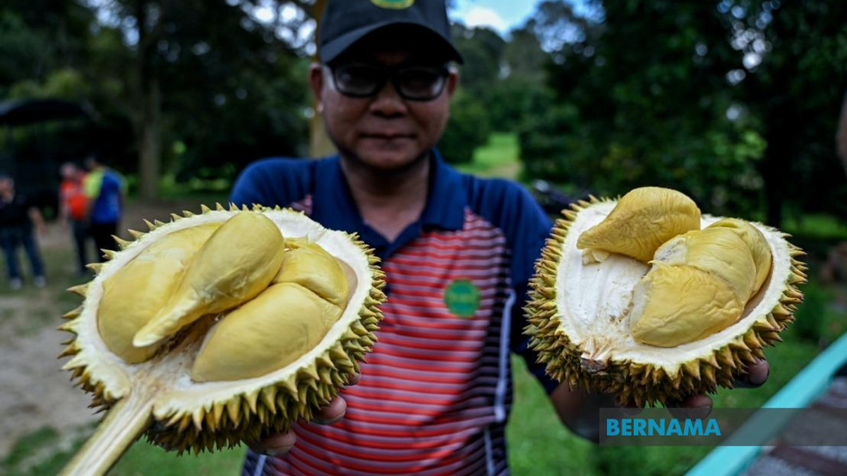 MARDI's MS88 Hybrid Durian Initiative Reaches 25,000 Trees Across Malaysia