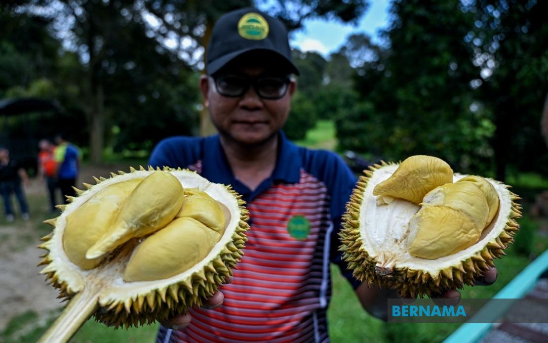 MARDI's MS88 Hybrid Durian Initiative Reaches 25,000 Trees Across Malaysia