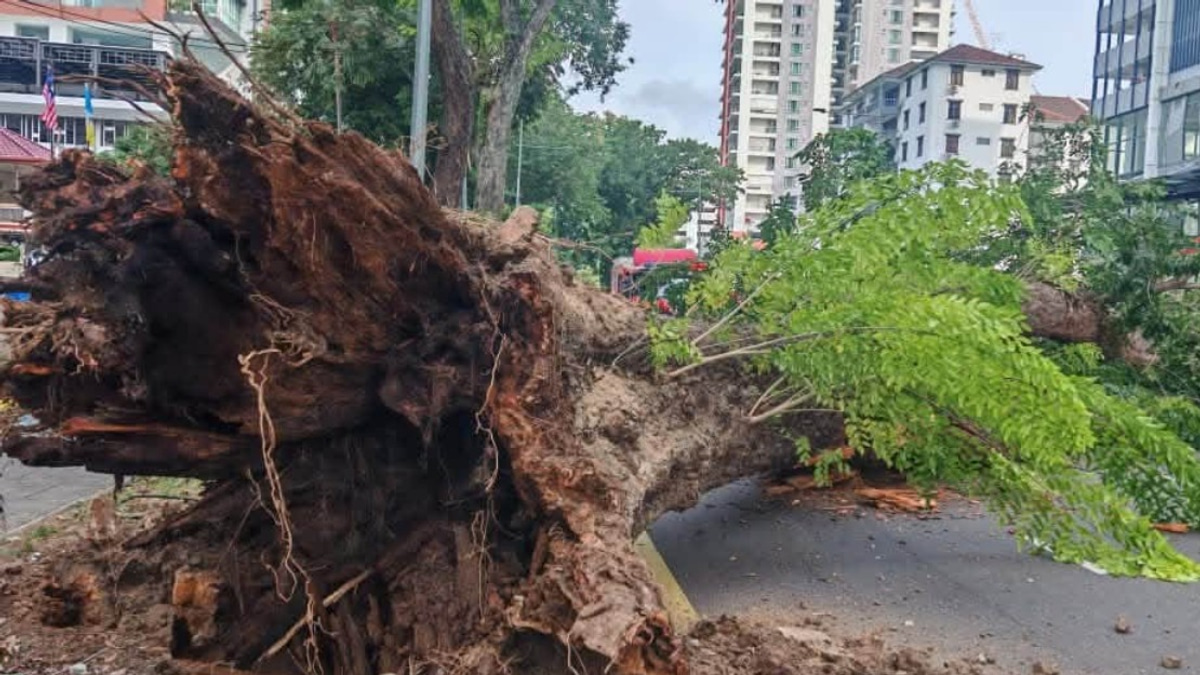 Structural Decay, Poor Soil Conditions Led to Collapse of Historic 90-Year-Old Tree in Georgetown