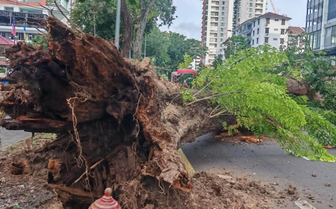 Structural Decay, Poor Soil Conditions Led to Collapse of Historic 90-Year-Old Tree in Georgetown