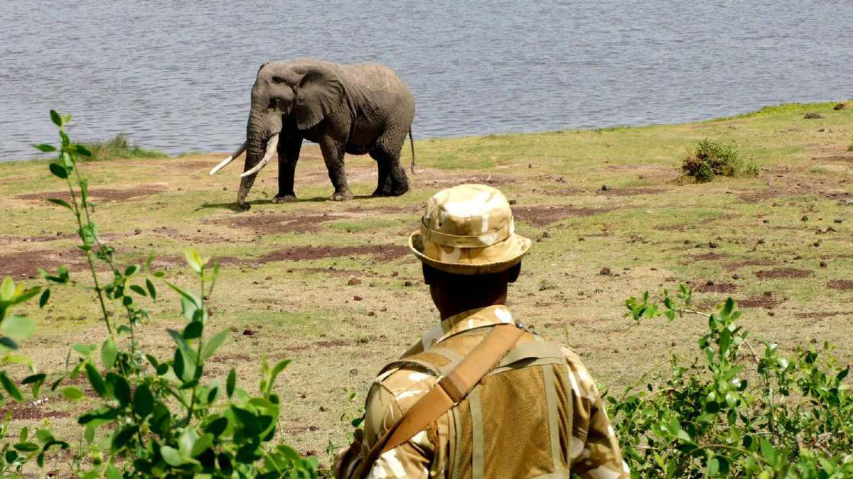 Kenya launches urgent investigation into deaths of 15 elephants at Amboseli park