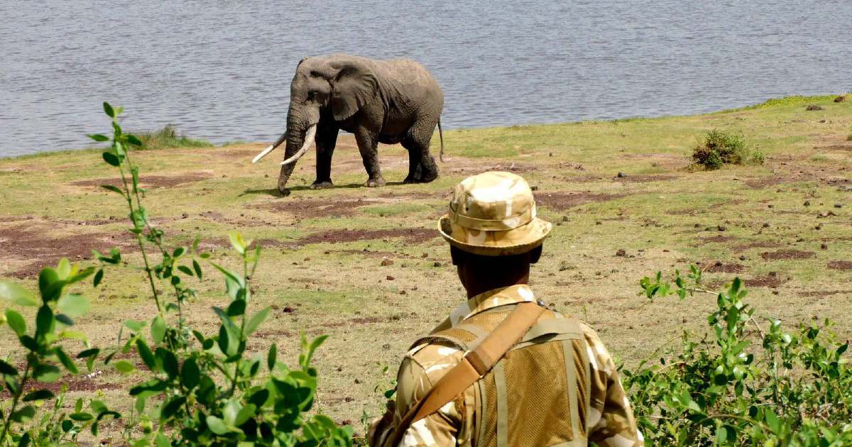 Kenya launches urgent investigation into deaths of 15 elephants at Amboseli park