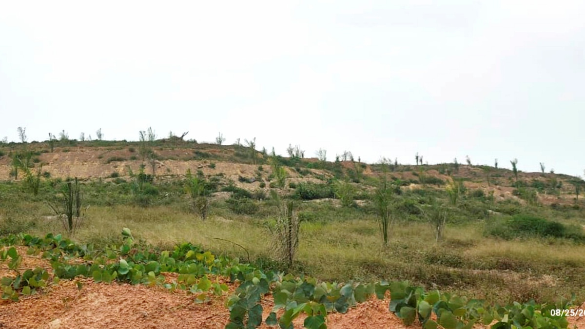 MACC Investigates Non-Uniform Oil Palm Seedling Quality at Felda Palong 7