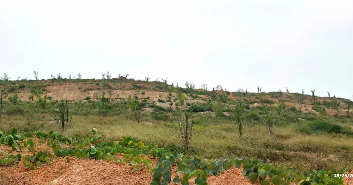 MACC Investigates Non-Uniform Oil Palm Seedling Quality at Felda Palong 7