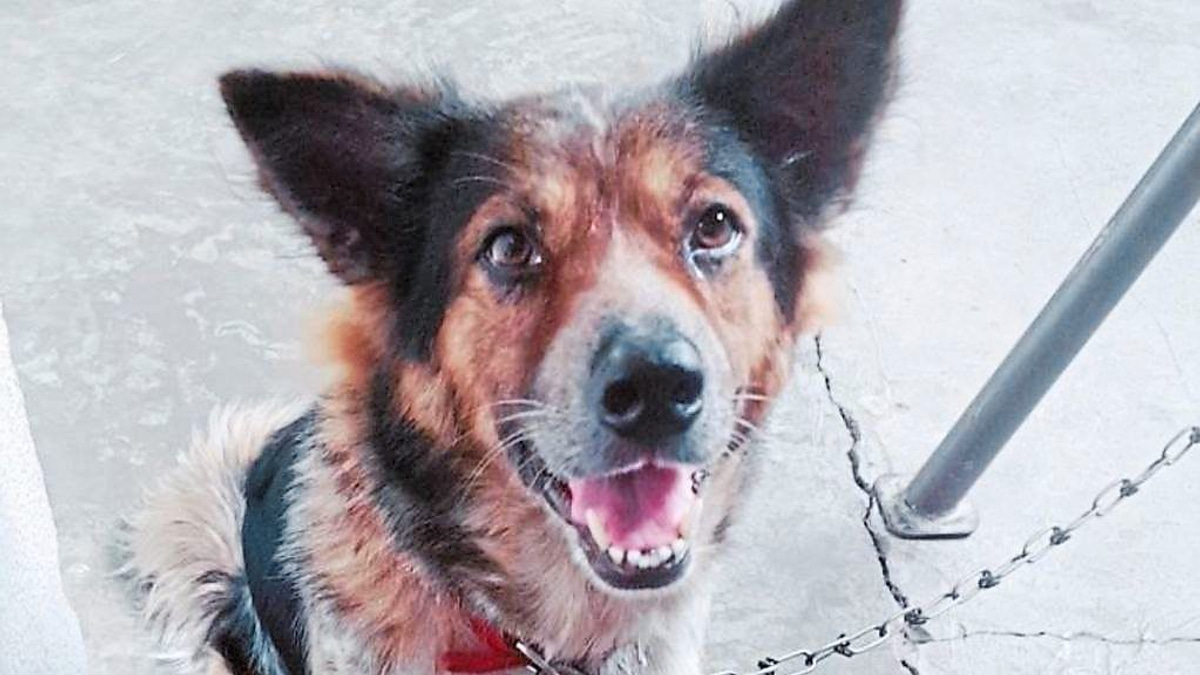 Malaysia's Hidden Crisis: The Gaps in Emergency Veterinary Care