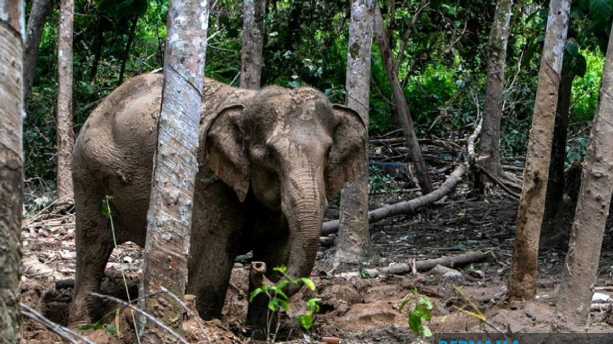 Orang Asli Villager Attacked by Elephant During Crop-Raiding Incident in Perak