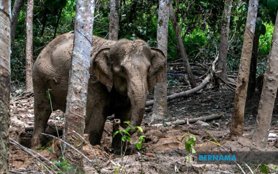 Orang Asli Villager Attacked by Elephant During Crop-Raiding Incident in Perak