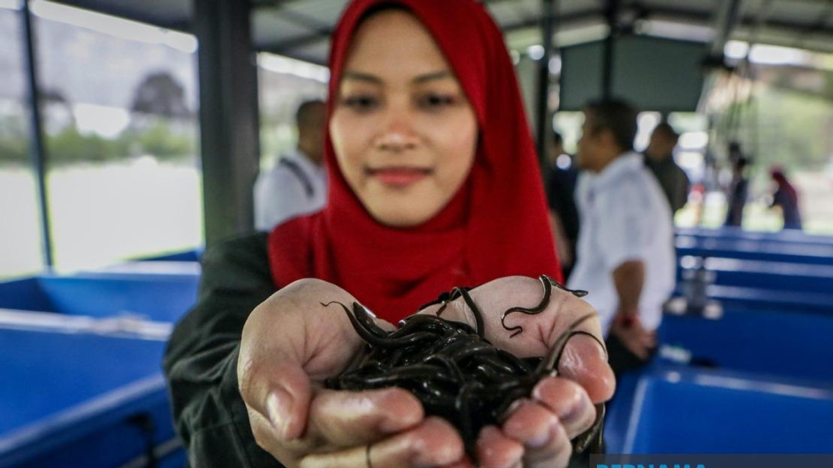 PTSS Drives Rural Economic Growth Through Community Eel Farming Initiative
