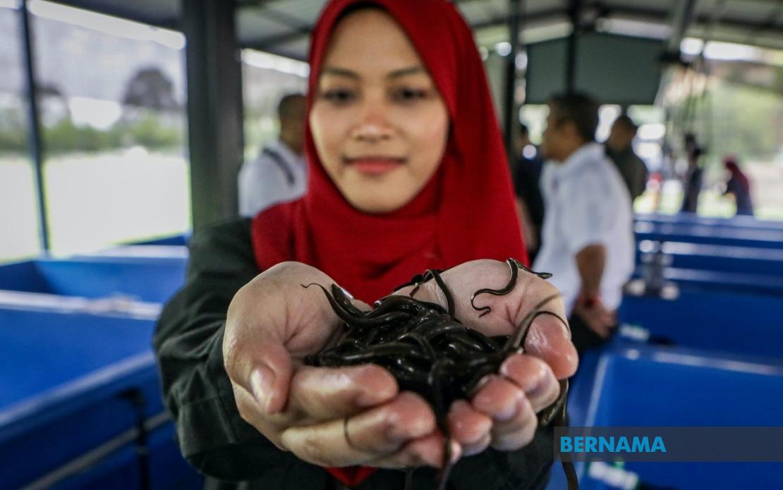 PTSS Drives Rural Economic Growth Through Community Eel Farming Initiative