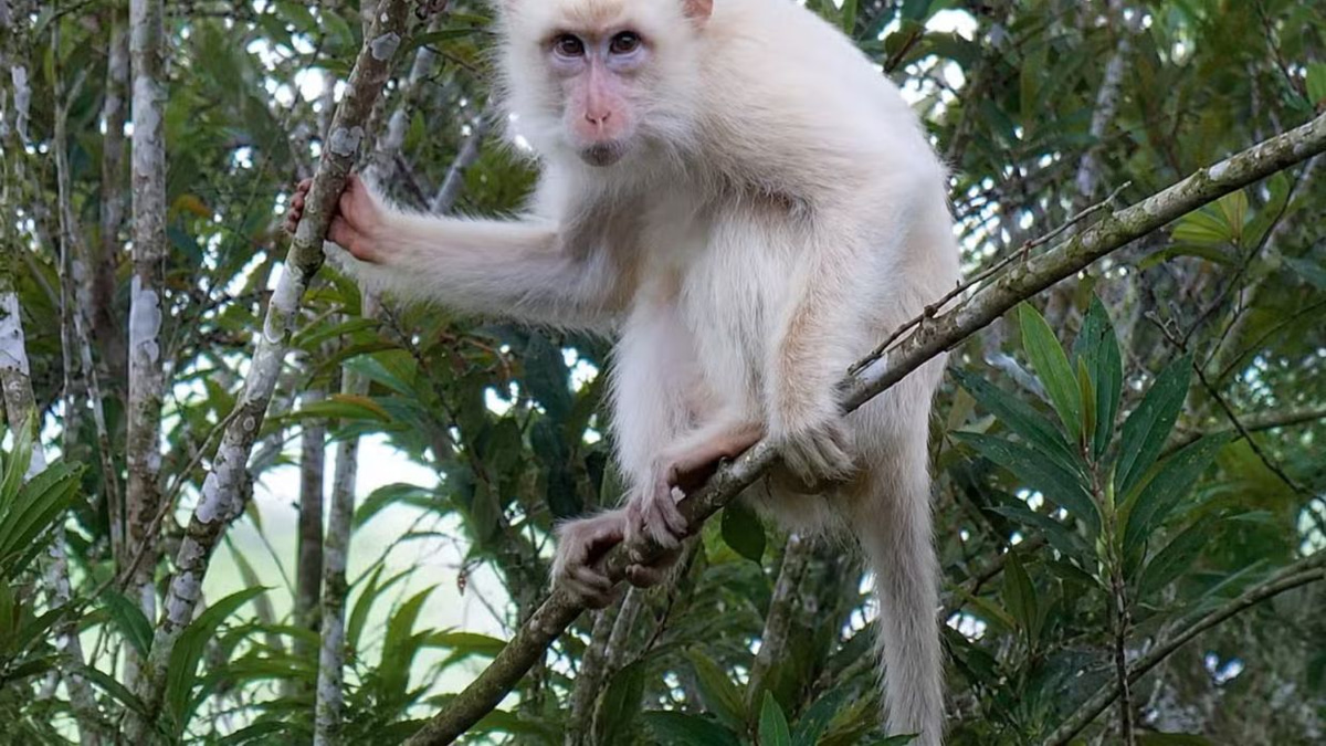 Rare White Macaque Sparks Major Conservation Push in Philippine Forests