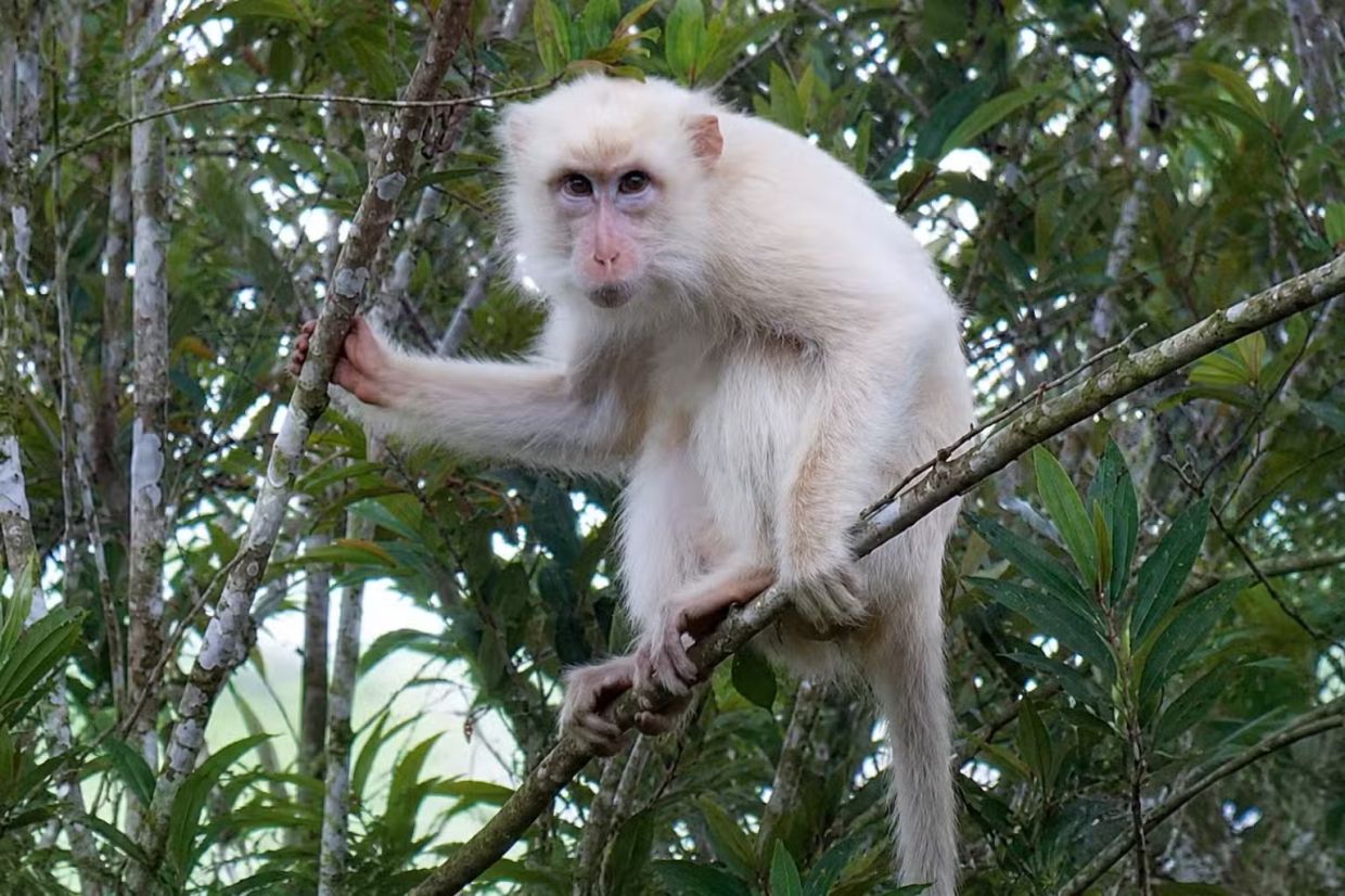 Rare White Macaque Sparks Major Conservation Push in Philippine Forests