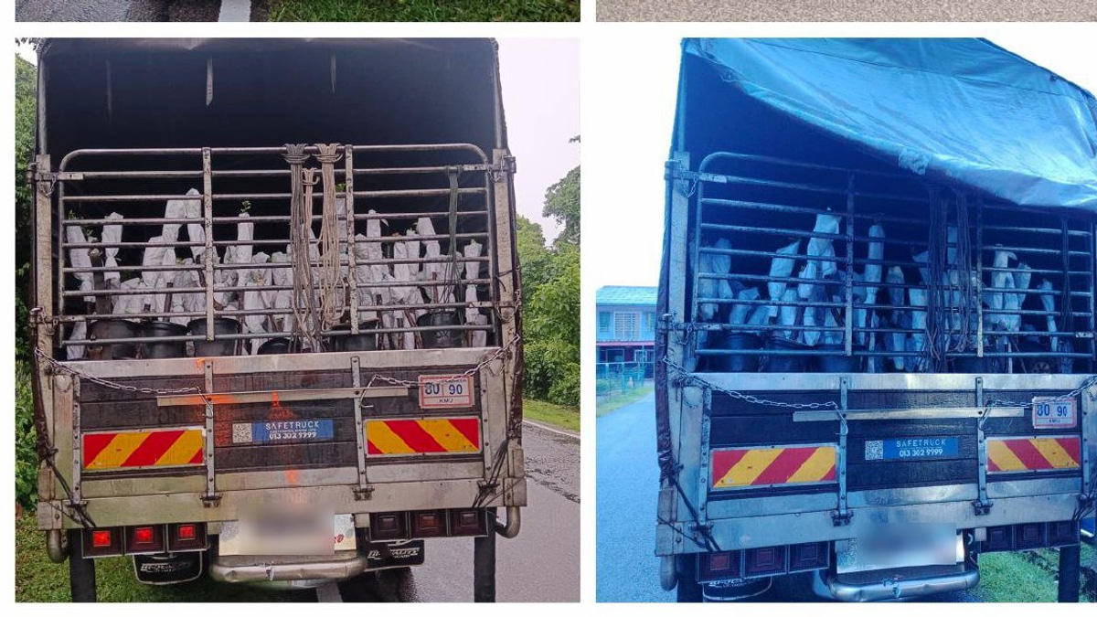Lorry driver and attendant arrested with RM85,000 worth of smuggled Thai plant saplings