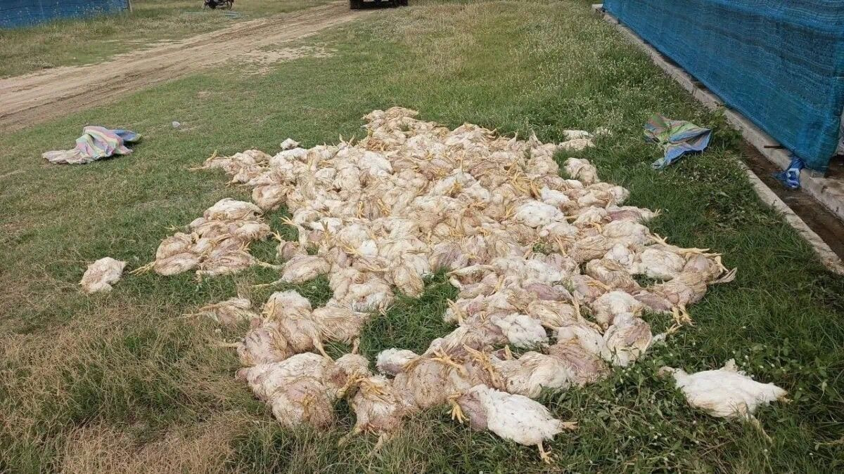Cambodia Battery Recycling Fire Kills 2,000 Chickens, Raises Regional Safety Alarms