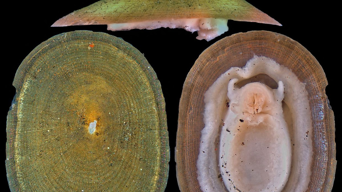 Deep-Sea Mining Threatens Half of Hydrothermal Vent Molluscs, Warns Conservation Body