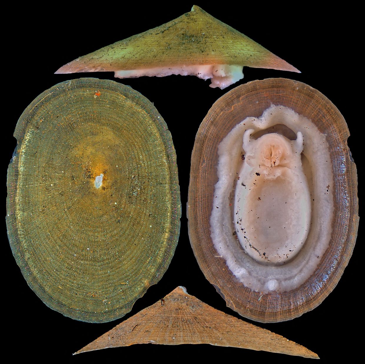 Deep-Sea Mining Threatens Half of Hydrothermal Vent Molluscs, Warns Conservation Body