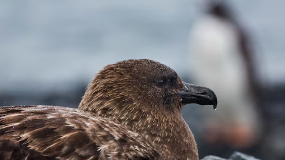 New Zealand Confirms First H5N1 Case as Health Officials Begin Vaccinating Endangered Birds