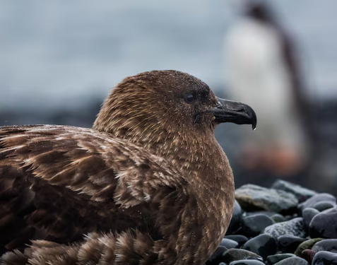 New Zealand Confirms First H5N1 Case as Health Officials Begin Vaccinating Endangered Birds