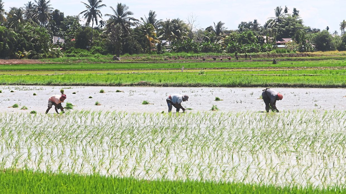 Malaysia Shields Food Prices from Middle East Turmoil with Targeted Farm Support and Long-Term Resilience Strategy
