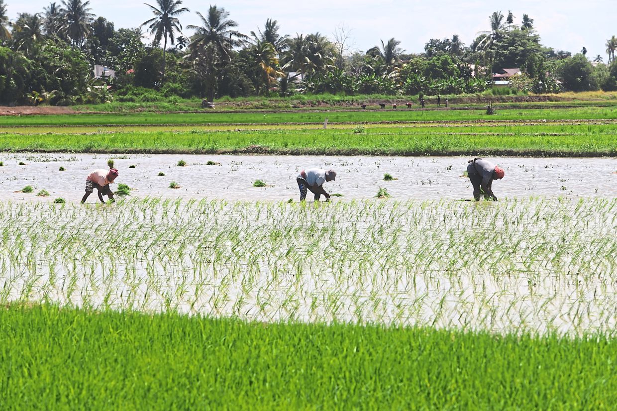 Malaysia Shields Food Prices from Middle East Turmoil with Targeted Farm Support and Long-Term Resilience Strategy