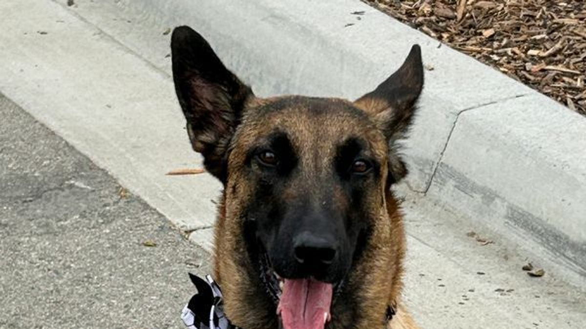 Canine Security Forces Deploy Across North America for World Cup Threat Detection