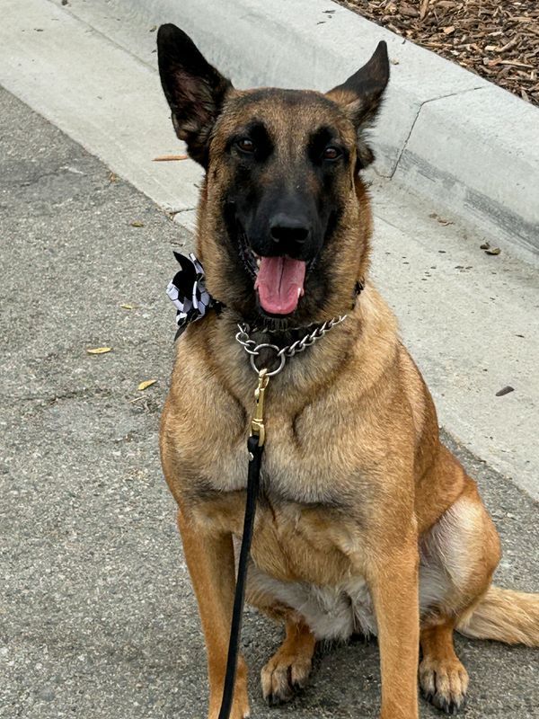 Canine Security Forces Deploy Across North America for World Cup Threat Detection
