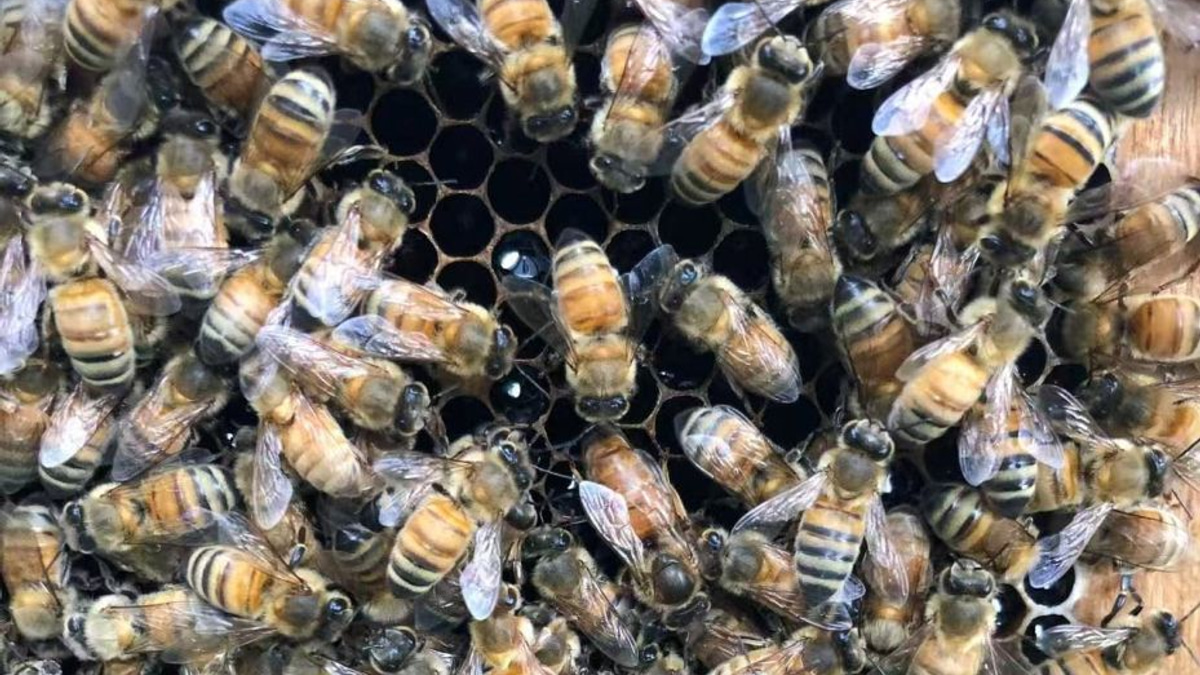 Beyond Royal Jelly: How Honeybees Engineer a 'Palace' to Crown Their Queens