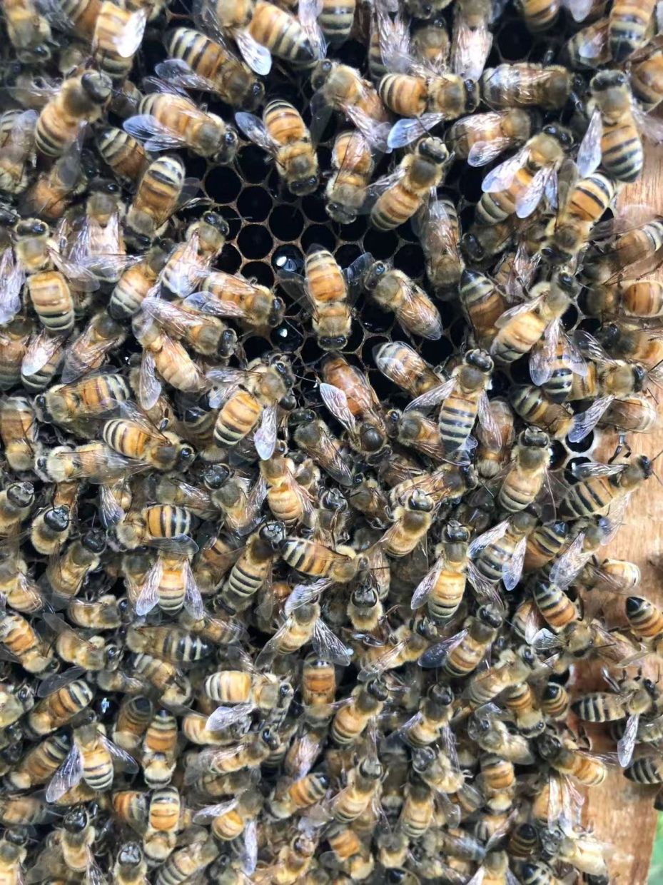 Beyond Royal Jelly: How Honeybees Engineer a 'Palace' to Crown Their Queens