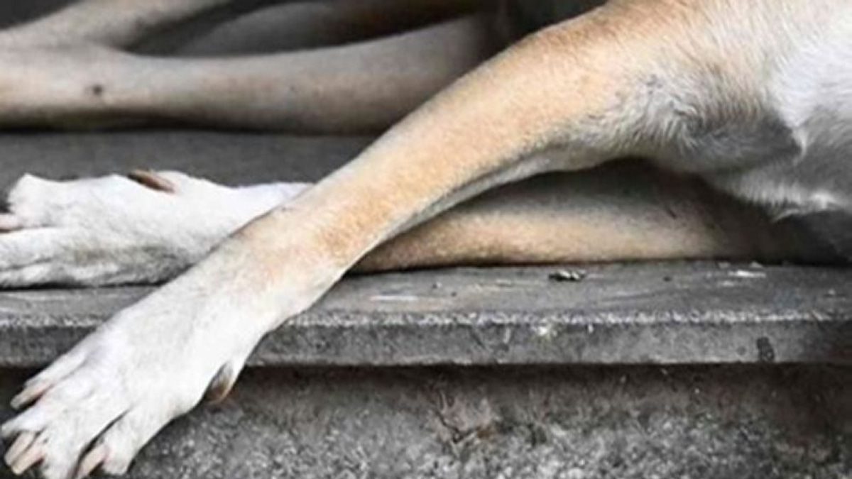 Klang Council Officers Questioned Over Death of Stray Dog During Capture Operation