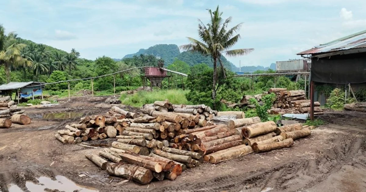 Forest Guards Arrest 11 in Major Timber Trafficking Bust, Seize RM2.43 Million in Assets